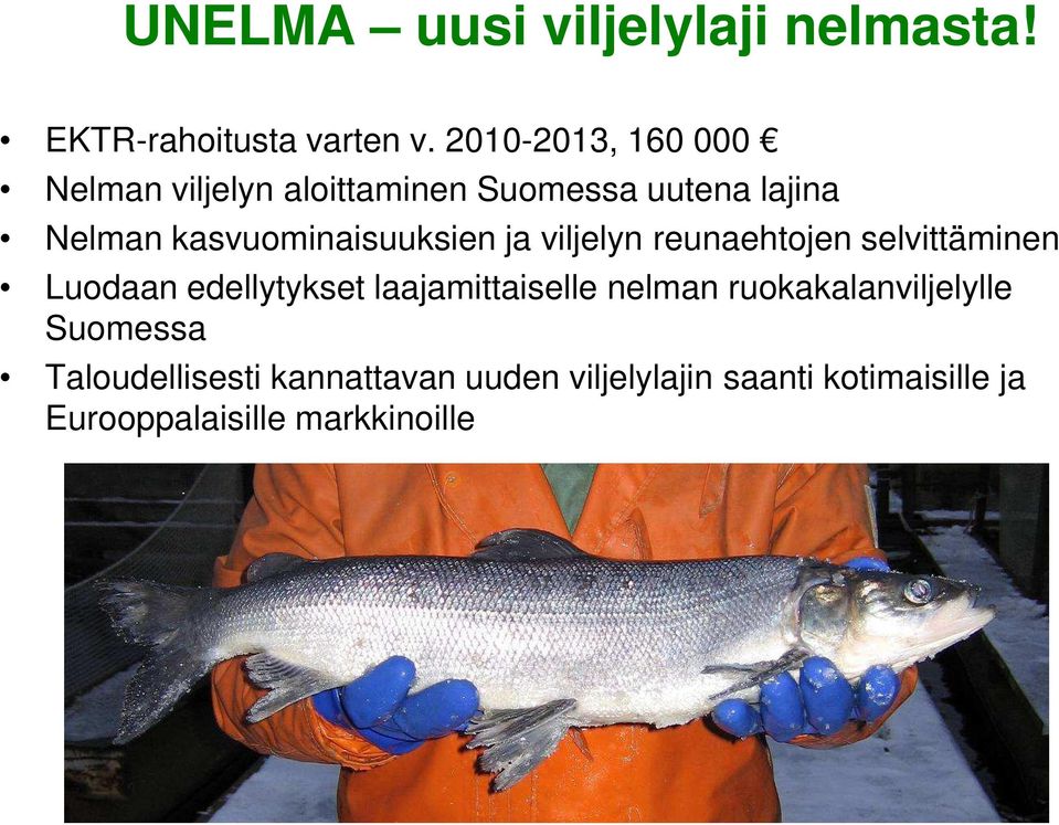 reunaehtojen selvittäminen Luodaan edellytykset laajamittaiselle nelman ruokakalanviljelylle Suomessa