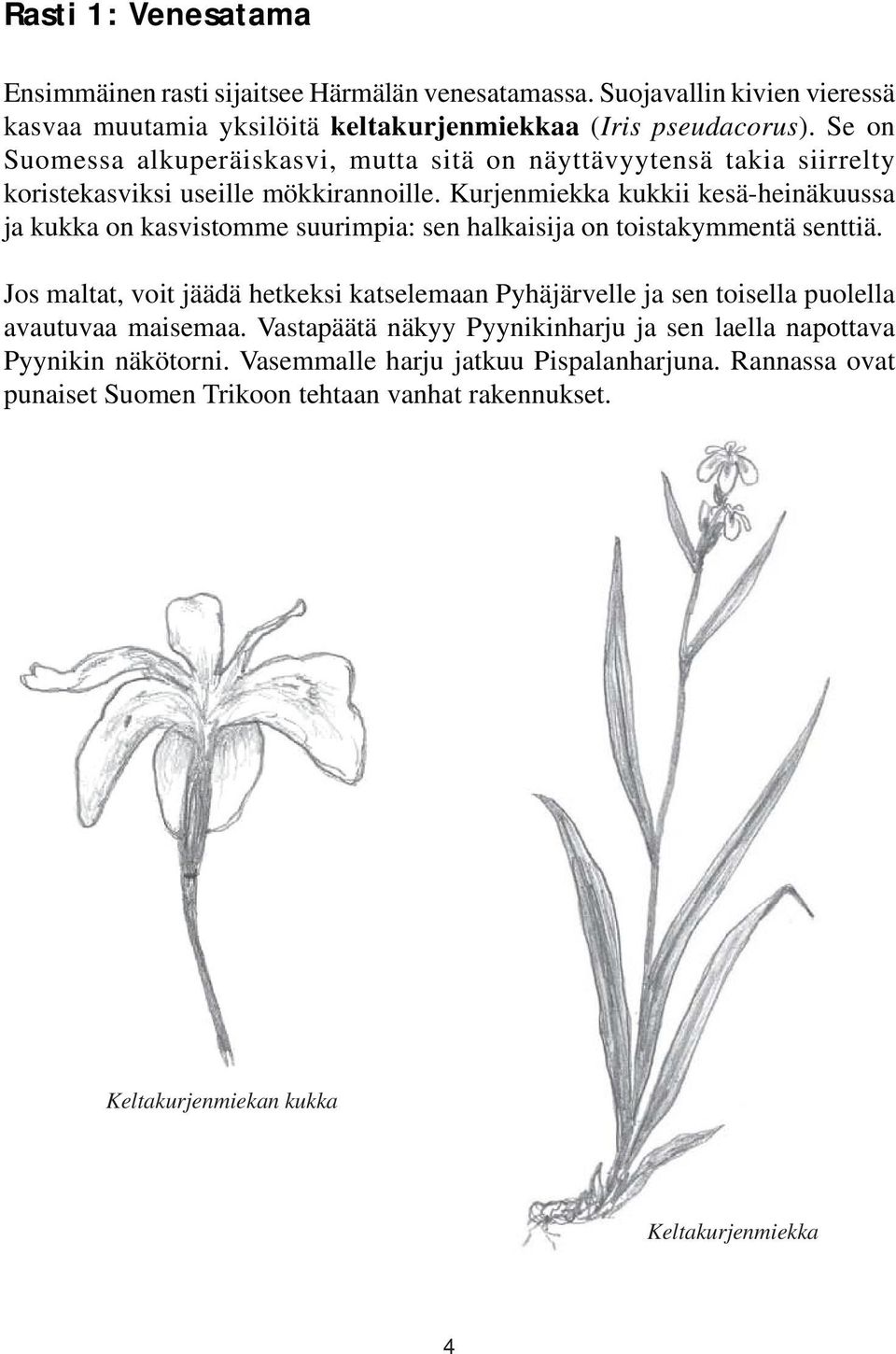 Kurjenmiekka kukkii kesä-heinäkuussa ja kukka on kasvistomme suurimpia: sen halkaisija on toistakymmentä senttiä.