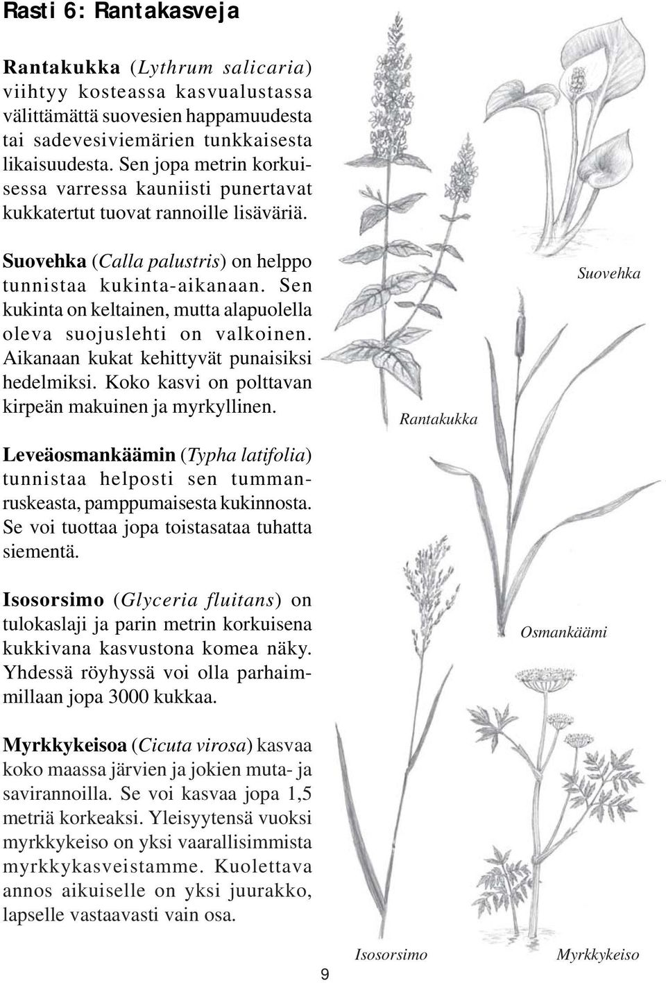 Sen kukinta on keltainen, mutta alapuolella oleva suojuslehti on valkoinen. Aikanaan kukat kehittyvät punaisiksi hedelmiksi. Koko kasvi on polttavan kirpeän makuinen ja myrkyllinen.