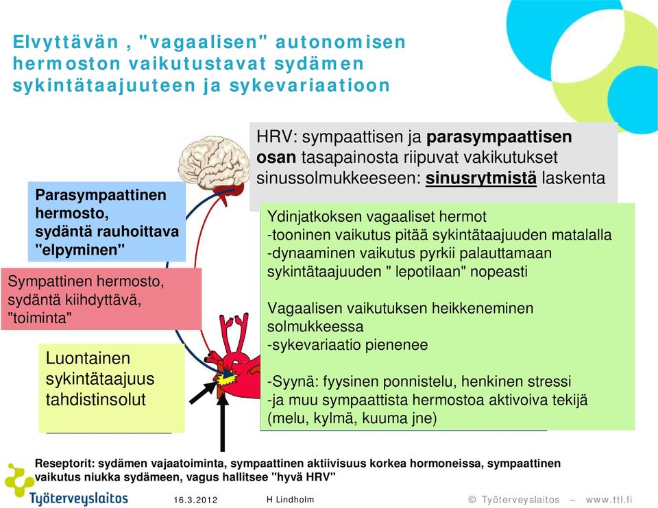 vagaaliset hermot -tooninen vaikutus pitää sykintätaajuuden matalalla -dynaaminen vaikutus pyrkii palauttamaan sykintätaajuuden " lepotilaan" nopeasti Vagaalisen vaikutuksen heikkeneminen