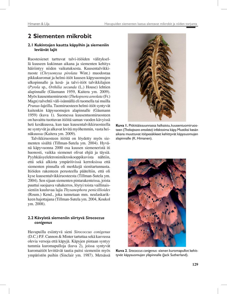 Kuusentalvikkiruoste (Chrysomyxa pirolata Wint.) muodostaa pikkukuromat ja helmi-itiöt kuusen käpysuomujen ulkopinnalle ja kesä- ja talvi-itiöt talvikkilajien (Pyrola sp., Orthilia secunda (L.