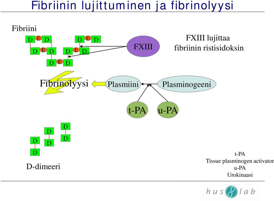 Fibrinolyysi Plasmiini Plasminogeeni t-pa u-pa