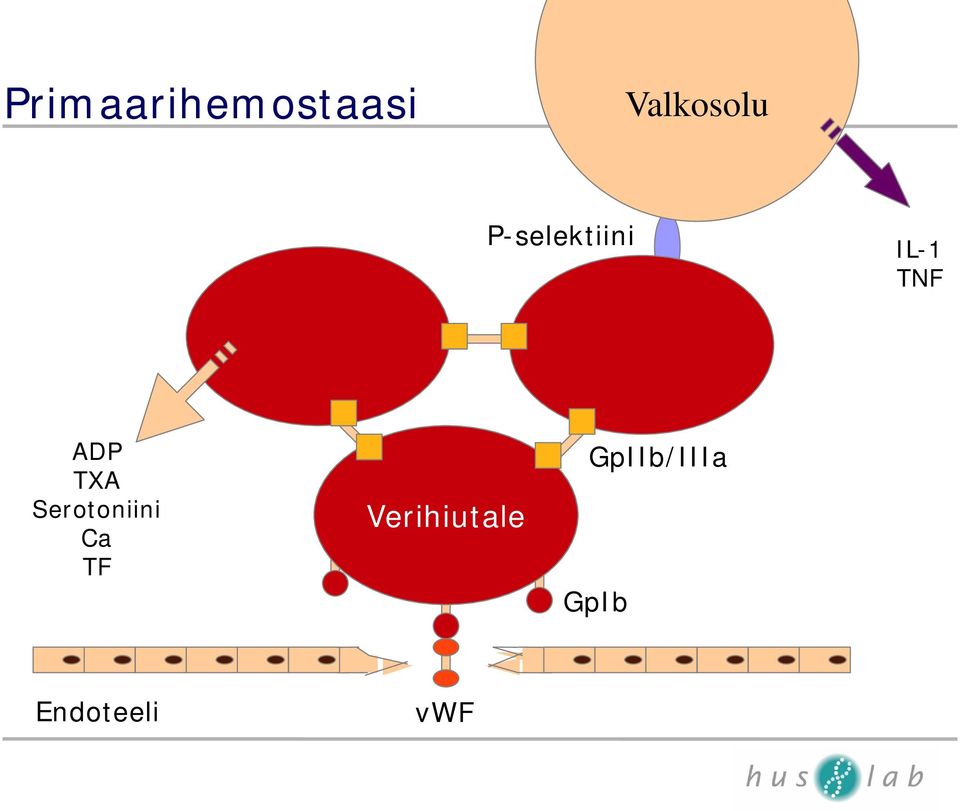 Serotoniini Ca TF Verihiutale