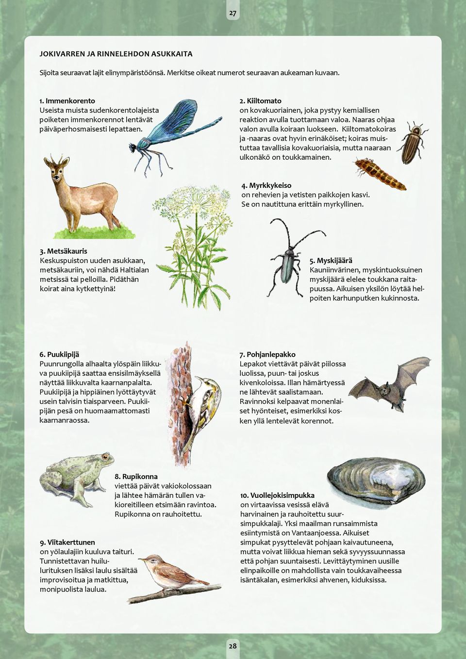 Kiiltomato on kovakuoriainen, joka pystyy kemiallisen reaktion avulla tuottamaan valoa. Naaras ohjaa valon avulla koiraan luokseen.