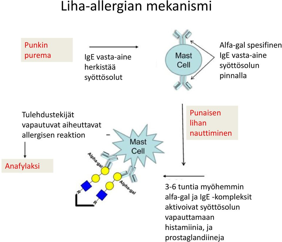 allergisen reaktion Punaisen lihan nauttiminen Anafylaksi 3-6 tuntia myöhemmin