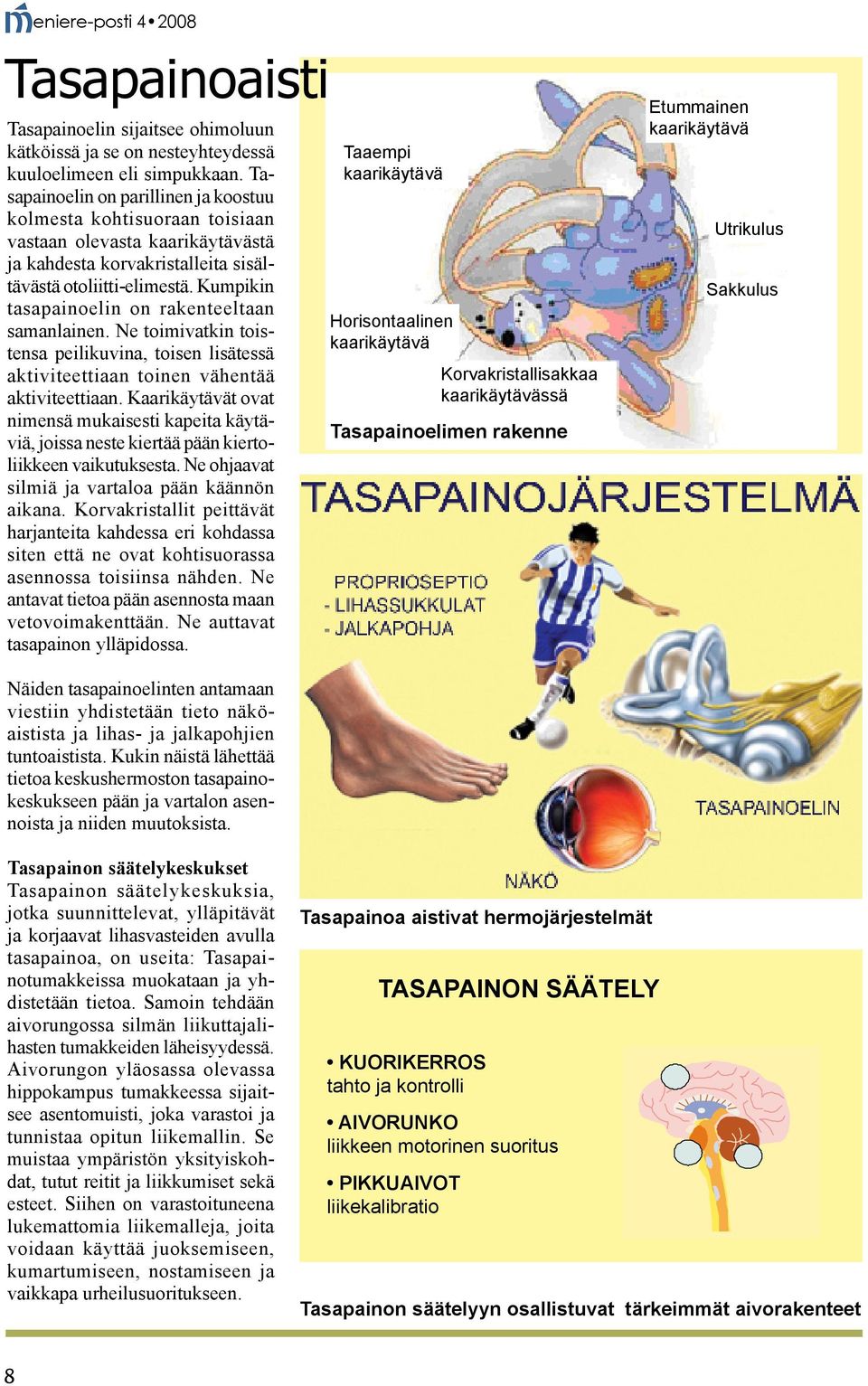 Kumpikin tasapainoelin on rakenteeltaan samanlainen. Ne toimivatkin toistensa peilikuvina, toisen lisätessä aktiviteettiaan toinen vähentää aktiviteettiaan.