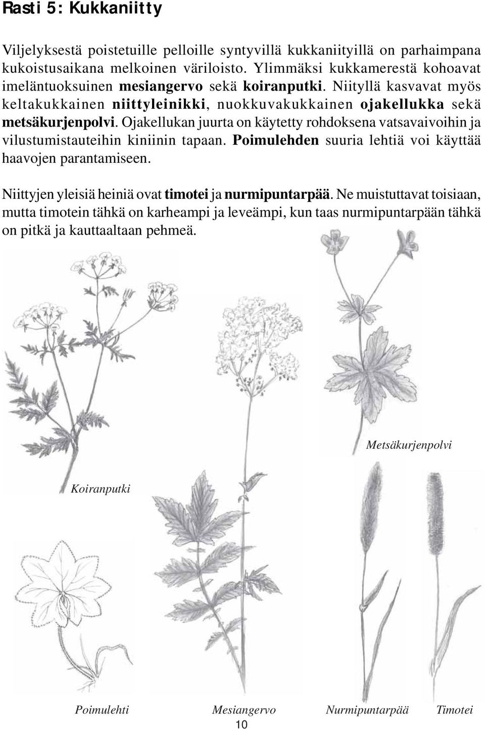 Ojakellukan juurta on käytetty rohdoksena vatsavaivoihin ja vilustumistauteihin kiniinin tapaan. Poimulehden suuria lehtiä voi käyttää haavojen parantamiseen.