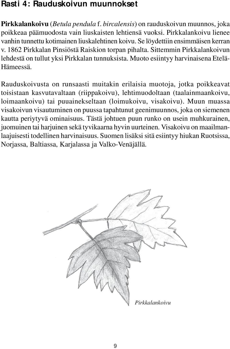 Sittemmin Pirkkalankoivun lehdestä on tullut yksi Pirkkalan tunnuksista. Muoto esiintyy harvinaisena Etelä- Hämeessä.