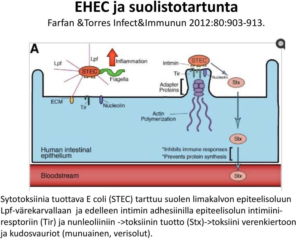 Lpf-värekarvallaan ja edelleen intimin adhesiinilla epiteelisolun intimiiniresptoriin