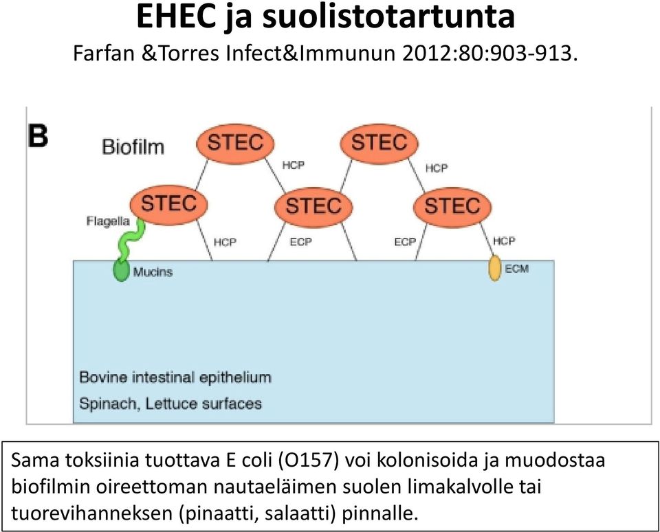 Sama toksiinia tuottava E coli (O157) voi kolonisoida ja