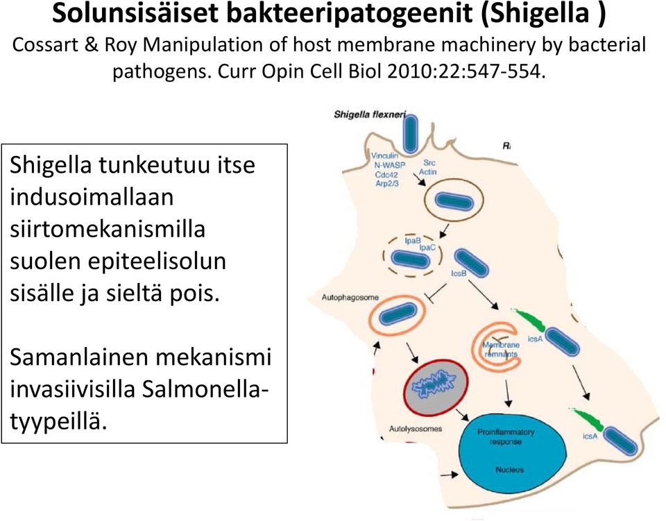 Shigella tunkeutuu itse indusoimallaan siirtomekanismilla suolen epiteelisolun