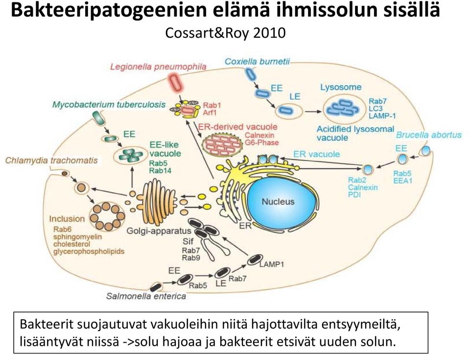 vakuoleihin niitä hajottavilta entsyymeiltä,