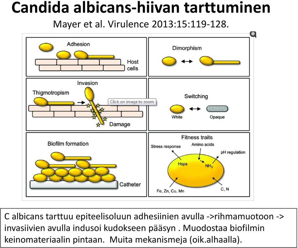 C albicans tarttuu epiteelisoluun adhesiinien avulla ->rihmamuotoon