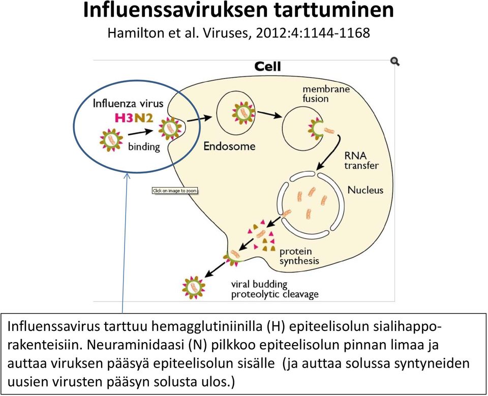 epiteelisolun sialihapporakenteisiin.