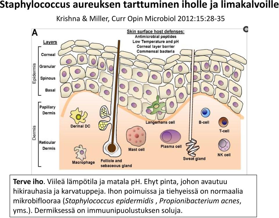 Ehyt pinta, johon avautuu hikirauhasia ja karvatuppeja.