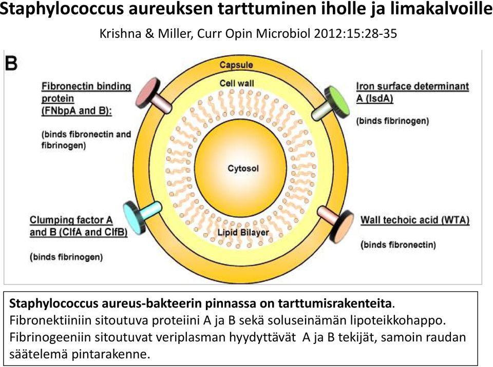 Fibronektiiniin sitoutuva proteiini A ja B sekä soluseinämän lipoteikkohappo.