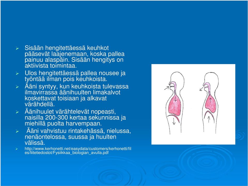 Ääni syntyy, kun keuhkoista tulevassa ilmavirrassa äänihuulten limakalvot koskettavat toisiaan ja alkavat värähdellä.