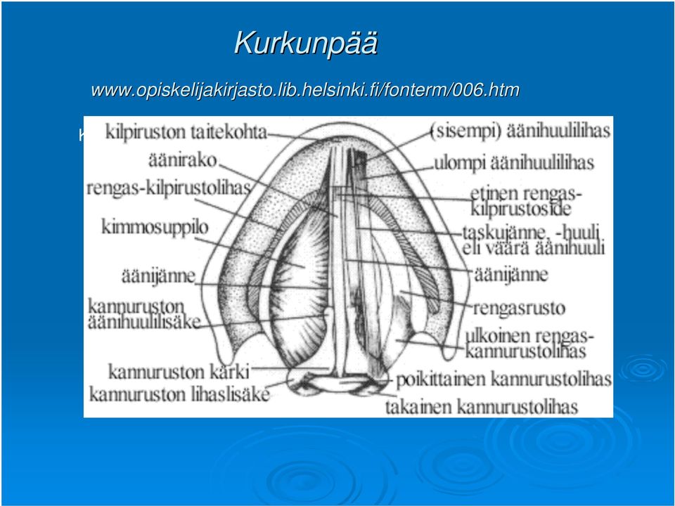 htm Kurkunpään poikkileikkaus