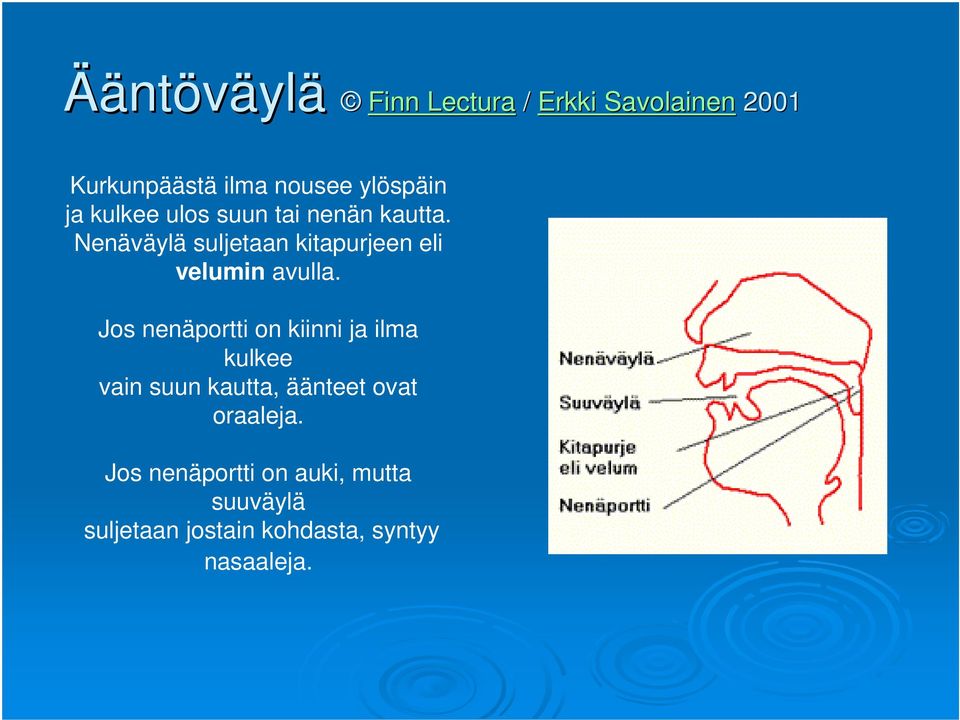 Nenäväylä suljetaan kitapurjeen eli velumin avulla.