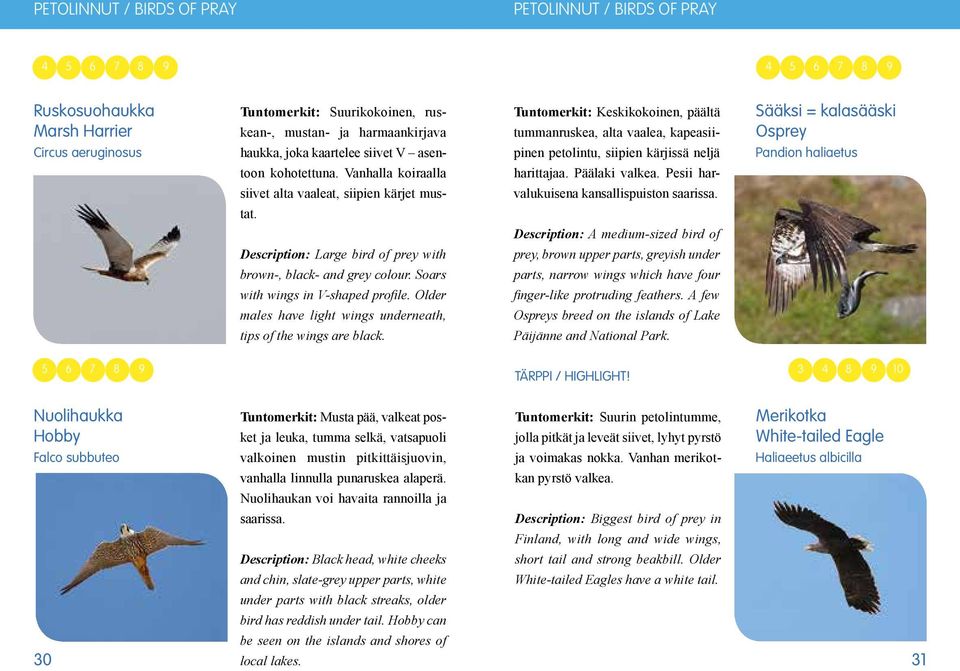 Older males have light wings underneath, tips of the wings are black. Tuntomerkit: Keskikokoinen, päältä tummanruskea, alta vaalea, kapeasiipinen petolintu, siipien kärjissä neljä harittajaa.