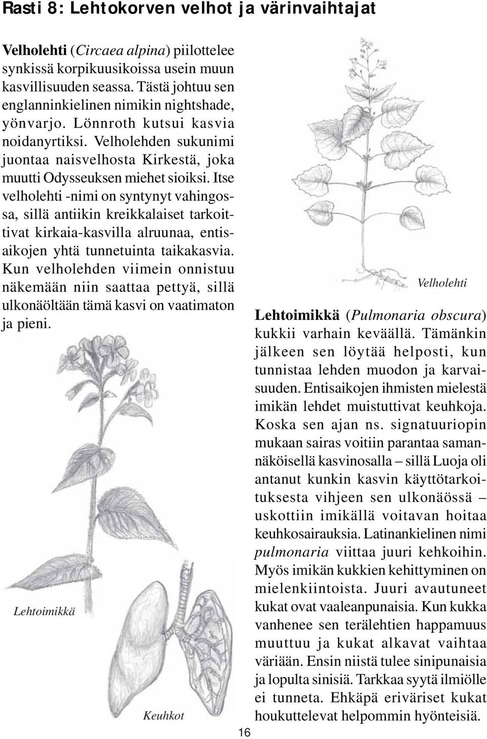 Itse velholehti -nimi on syntynyt vahingossa, sillä antiikin kreikkalaiset tarkoittivat kirkaia-kasvilla alruunaa, entisaikojen yhtä tunnetuinta taikakasvia.