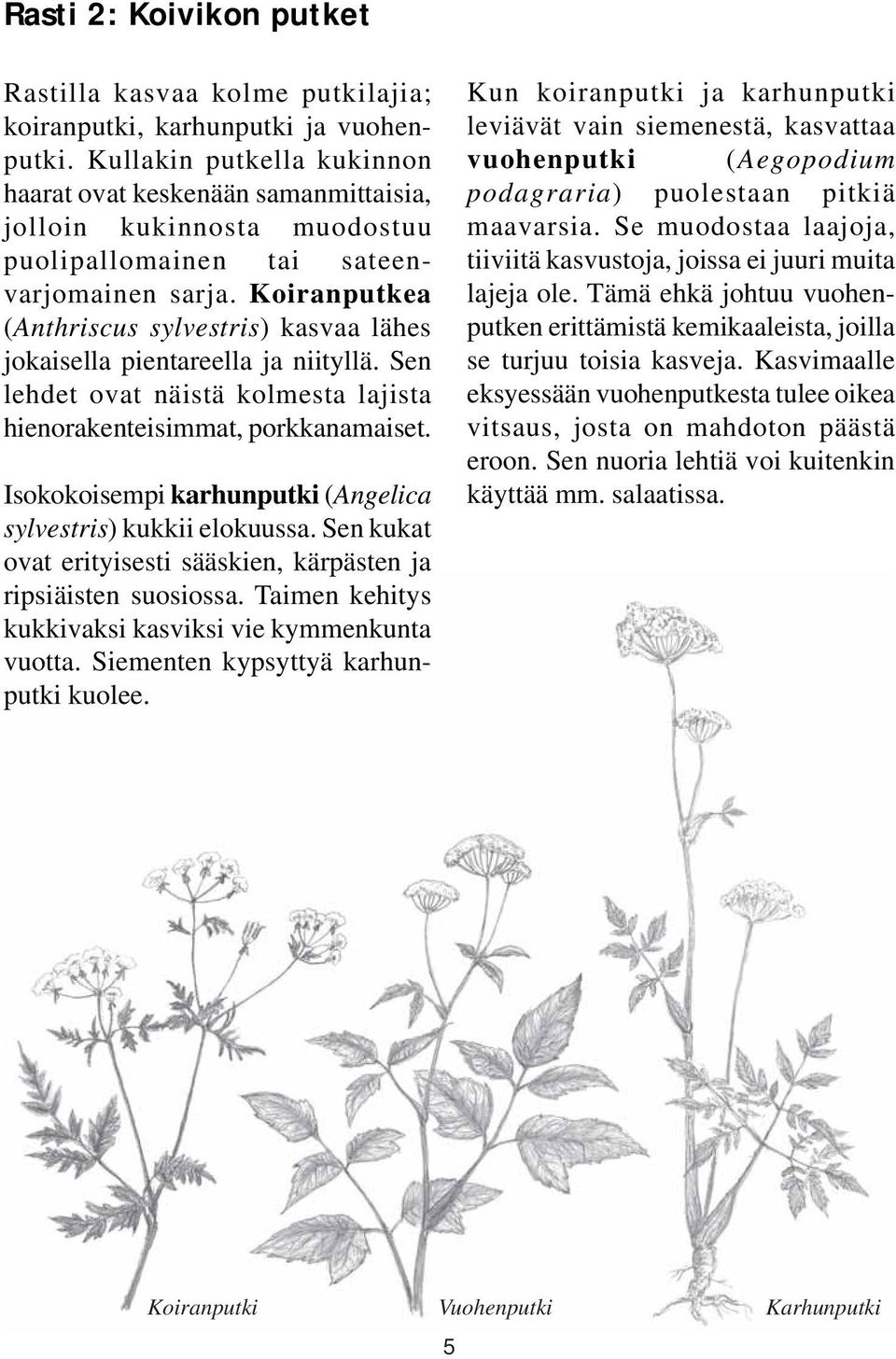 Koiranputkea (Anthriscus sylvestris) kasvaa lähes jokaisella pientareella ja niityllä. Sen lehdet ovat näistä kolmesta lajista hienorakenteisimmat, porkkanamaiset.