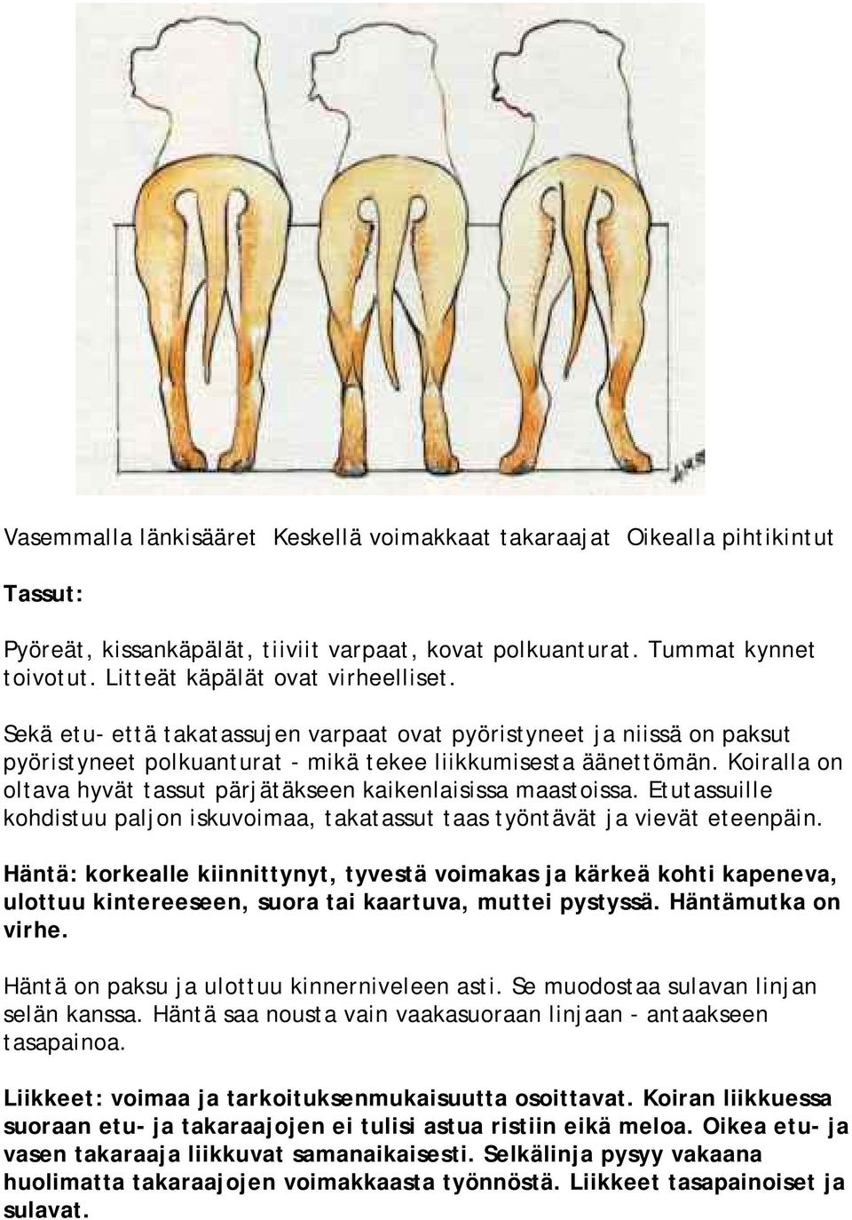 Koiralla on oltava hyvät tassut pärjätäkseen kaikenlaisissa maastoissa. Etutassuille kohdistuu paljon iskuvoimaa, takatassut taas työntävät ja vievät eteenpäin.