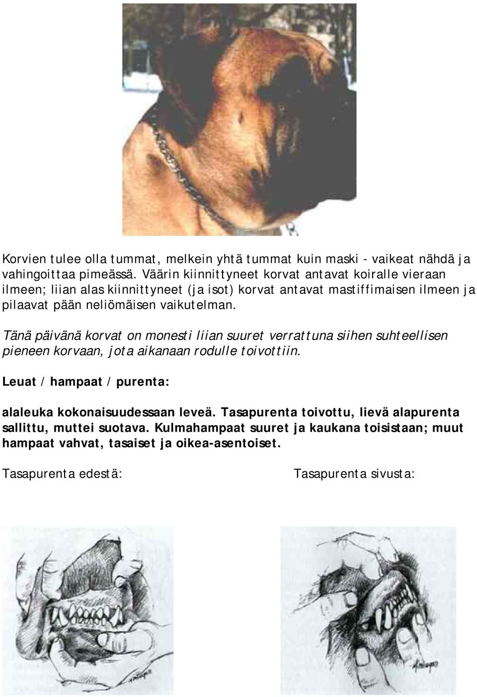 vaikutelman. Tänä päivänä korvat on monesti liian suuret verrattuna siihen suhteellisen pieneen korvaan, jota aikanaan rodulle toivottiin.