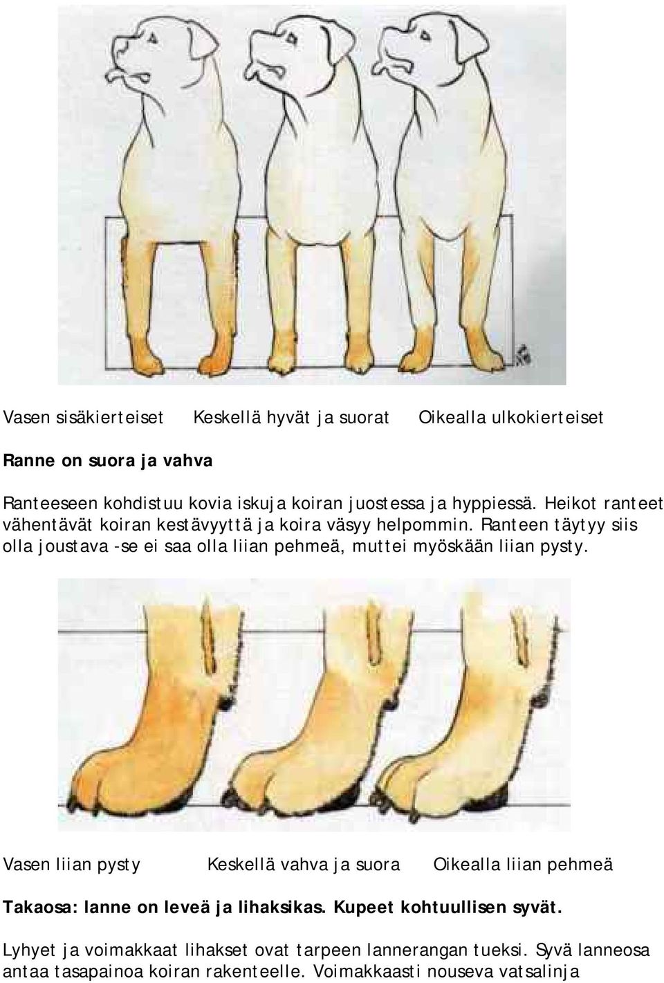 Ranteen täytyy siis olla joustava -se ei saa olla liian pehmeä, muttei myöskään liian pysty.