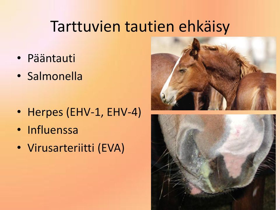 Salmonella Herpes (EHV-1,