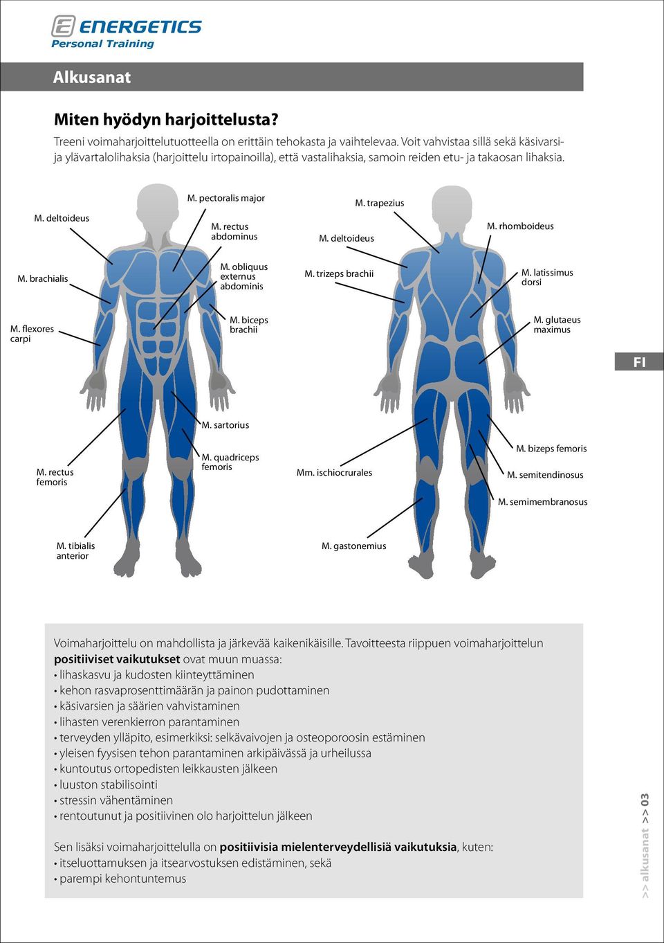 rectus abdominus M. deltoideus M. trapezius M. rhomboideus M. brachialis M. obliquus externus abdominis M. trizeps brachii M. latissimus dorsi M. flexores carpi M. biceps brachii M.