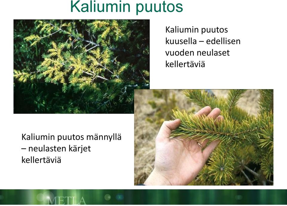 neulaset kellertäviä Kaliumin