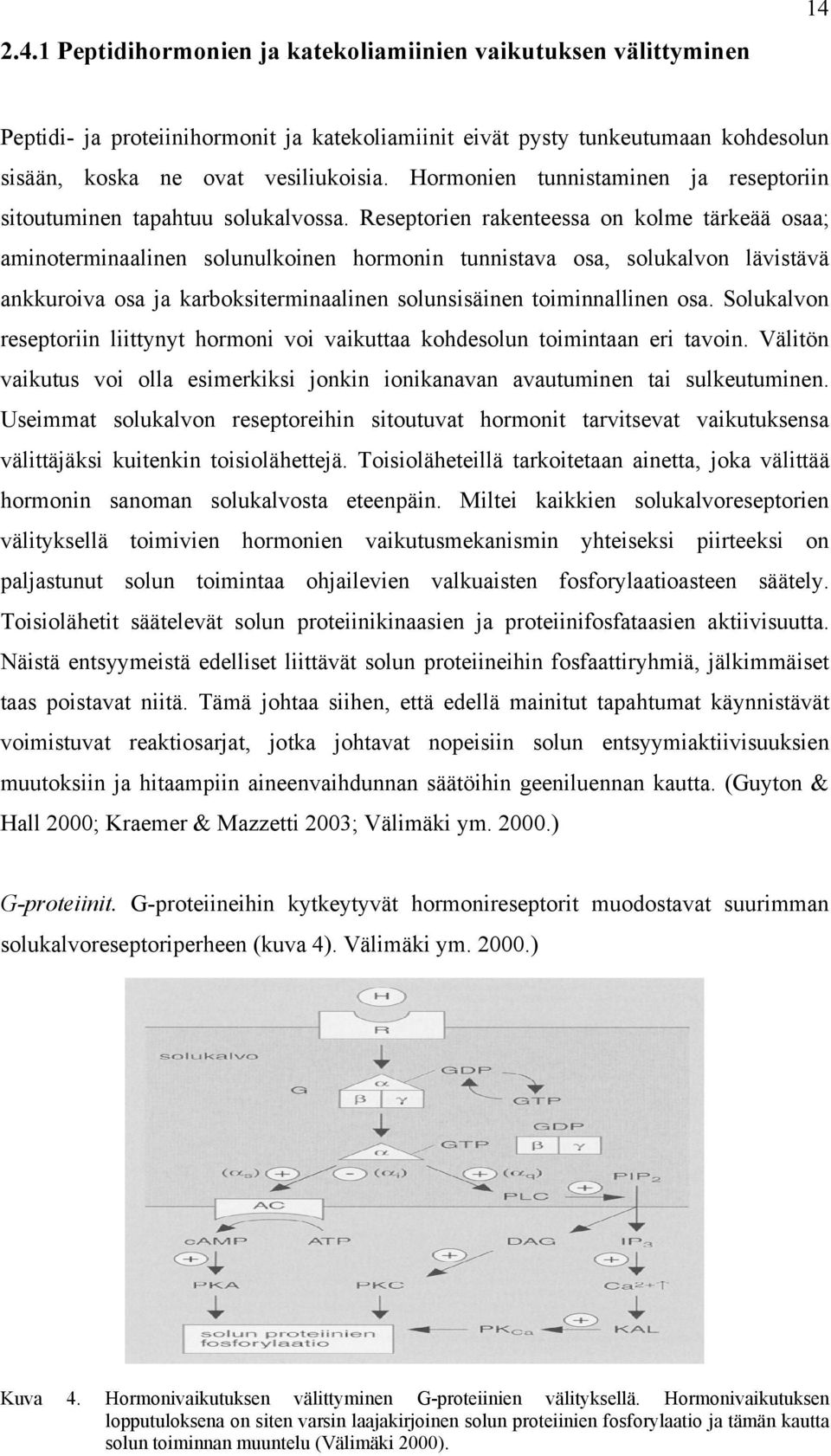 Reseptorien rakenteessa on kolme tärkeää osaa; aminoterminaalinen solunulkoinen hormonin tunnistava osa, solukalvon lävistävä ankkuroiva osa ja karboksiterminaalinen solunsisäinen toiminnallinen osa.