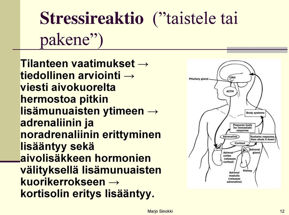 adrenaliinin ja noradrenaliinin erittyminen lisääntyy sekä aivolisäkkeen