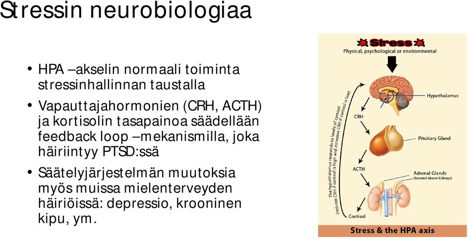 säädellään feedback loop mekanismilla, joka häiriintyy PTSD:ssä