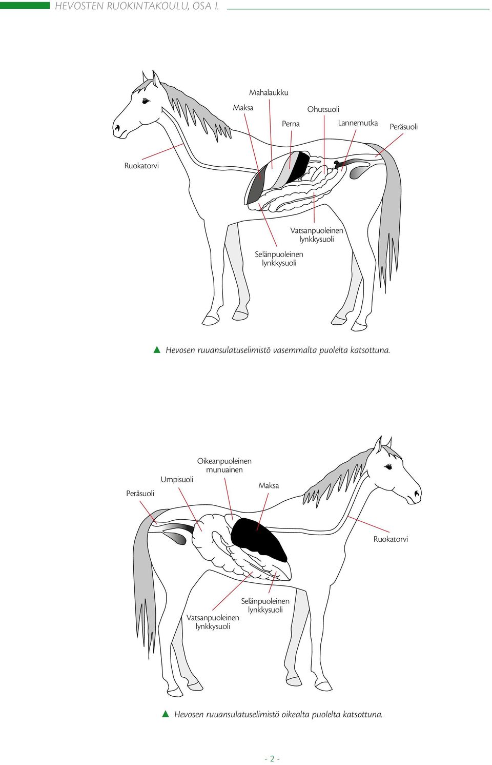 Vatsanpuoleinen Hevosen ruuansulatuselimistö vasemmalta puolelta katsottuna.