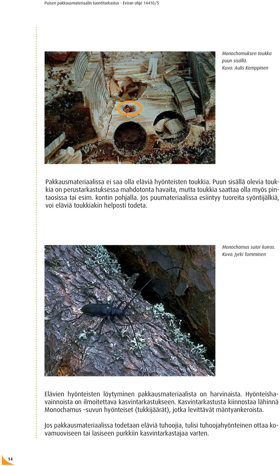Jos puumateriaalissa esiintyy tuoreita syöntijälkiä, voi eläviä toukkiakin helposti todeta. Monochamus sutor koiras.