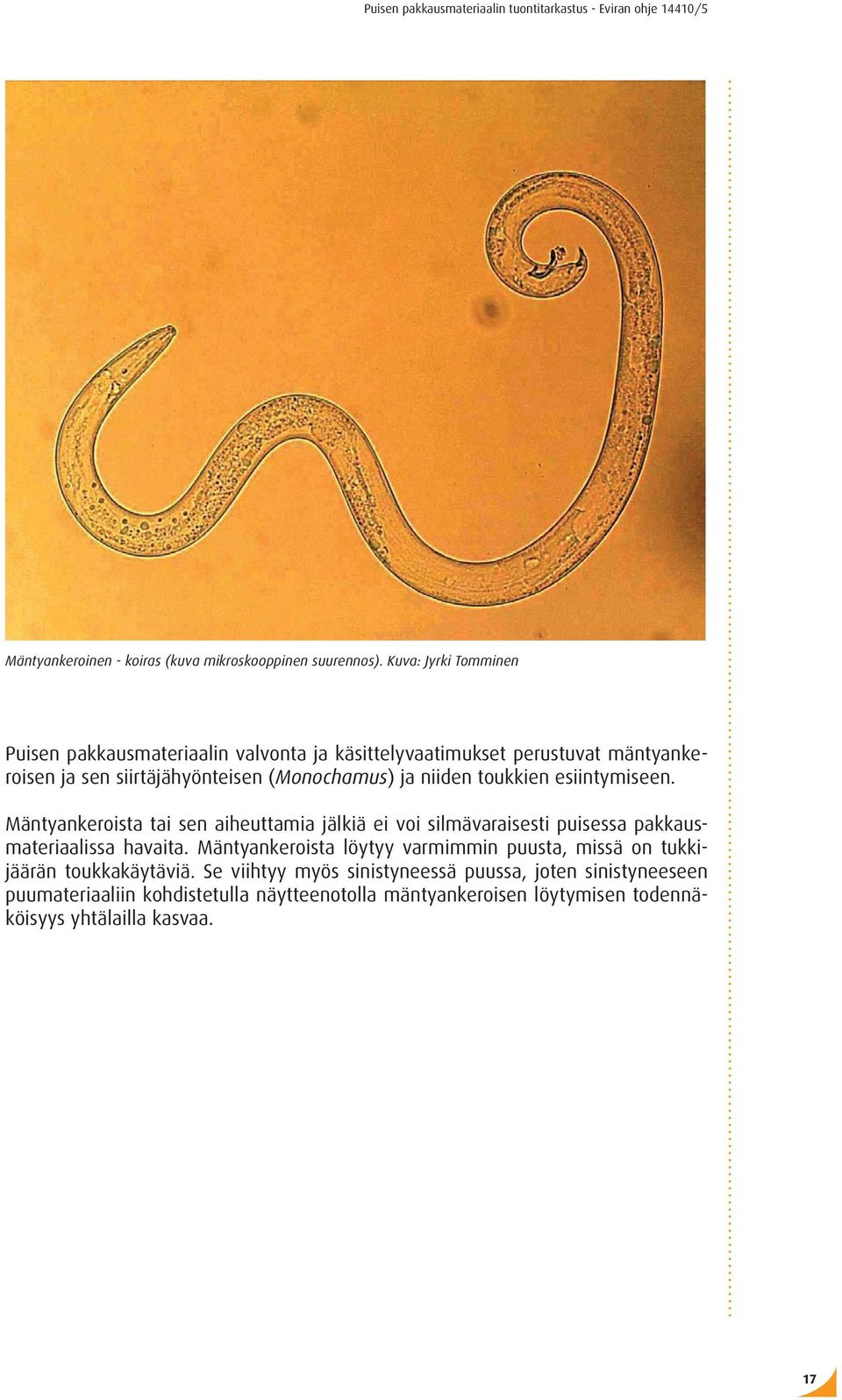 ja niiden toukkien esiintymiseen. Mäntyankeroista tai sen aiheuttamia jälkiä ei voi silmävaraisesti puisessa pakkausmateriaalissa havaita.