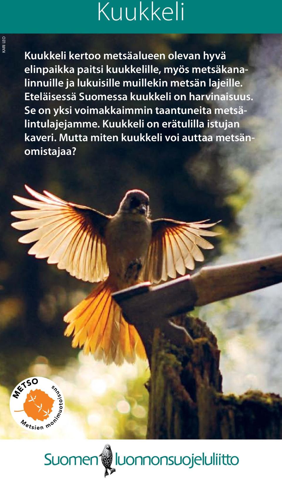 Eteläisessä Suomessa kuukkeli on harvinaisuus.
