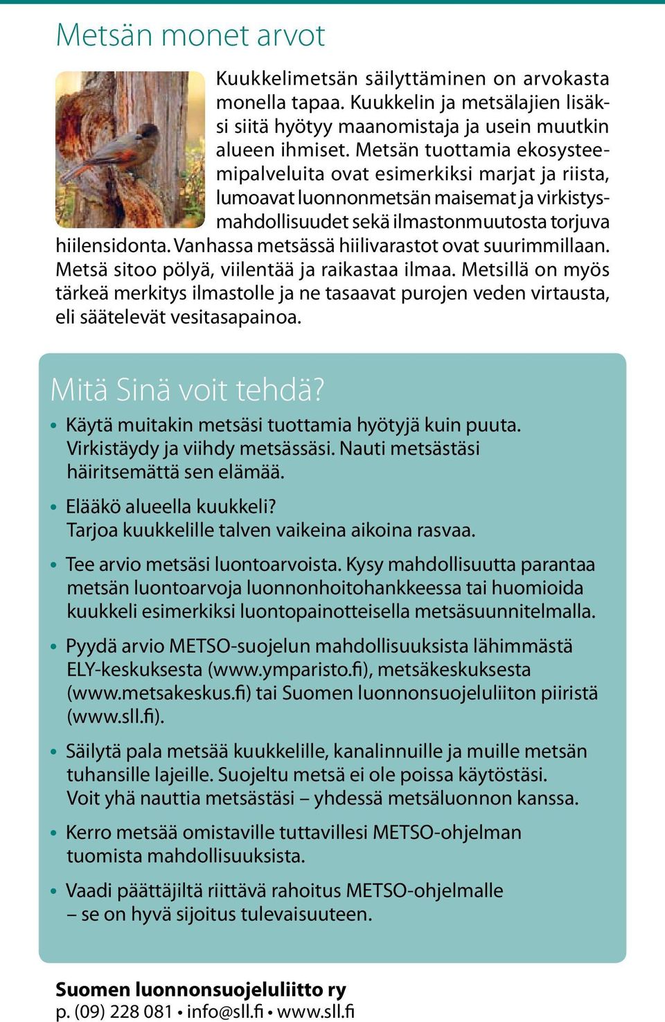 Vanhassa metsässä hiilivarastot ovat suurimmillaan. Metsä sitoo pölyä, viilentää ja raikastaa ilmaa.