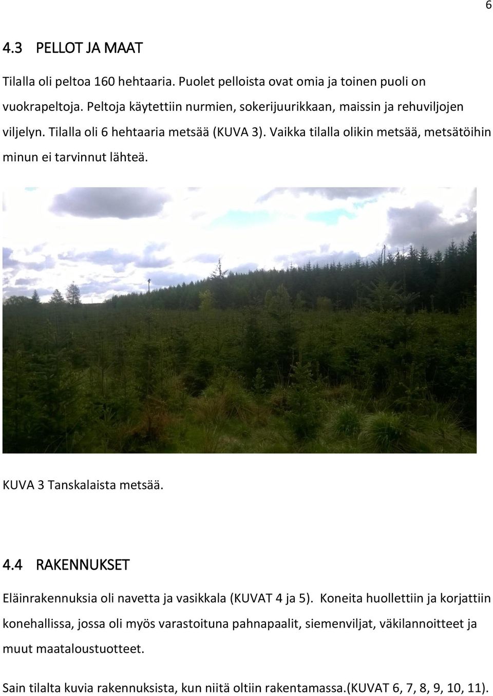 Vaikka tilalla olikin metsää, metsätöihin minun ei tarvinnut lähteä. KUVA 3 Tanskalaista metsää. 4.