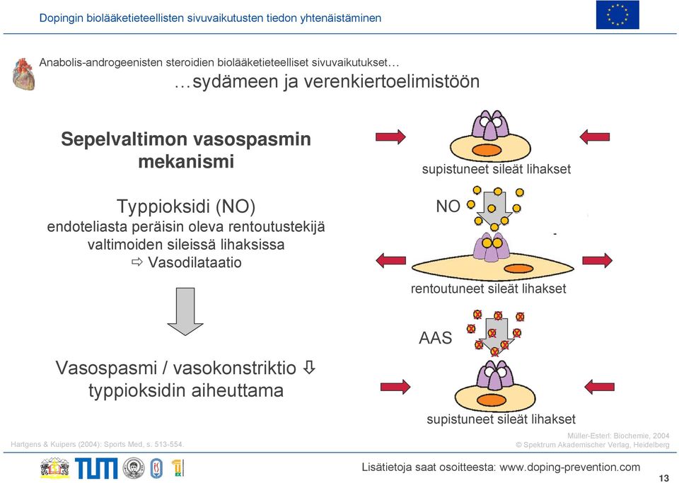 vasokonstriktio typpioksidin aiheuttama Hartgens & Kuipers (2004): Sports Med, s. 513-554.