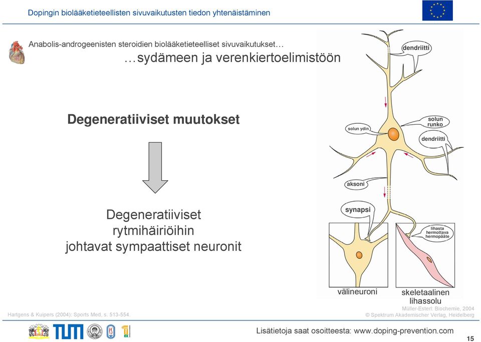 johtavat sympaattiset neuronit synapsi lihasta hermottava hermopääte Hartgens & Kuipers (2004): Sports Med, s.