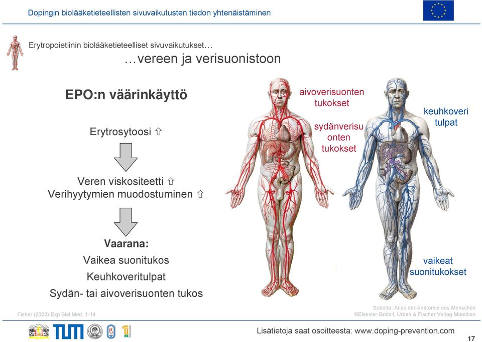 muodostuminen Vaarana: Vaikea suonitukos Keuhkoveritulpat Sydän- tai aivoverisuonten tukos vaikeat suonitukokset