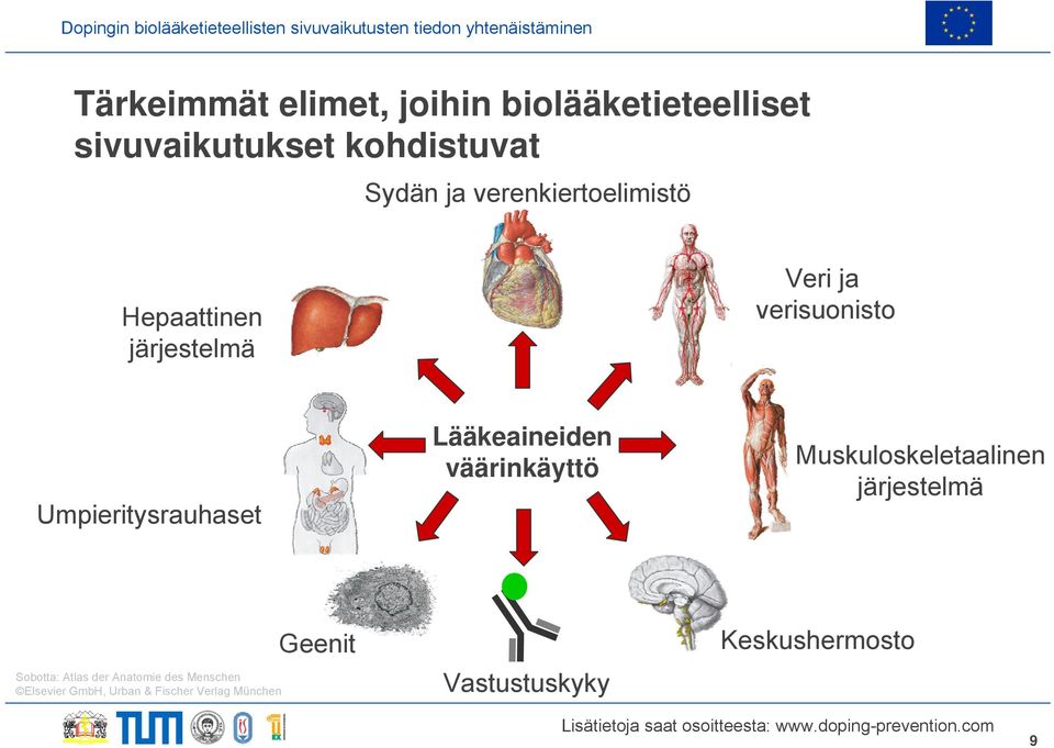 Lääkeaineiden väärinkäyttö Muskuloskeletaalinen järjestelmä Sobotta: Atlas der Anatomie