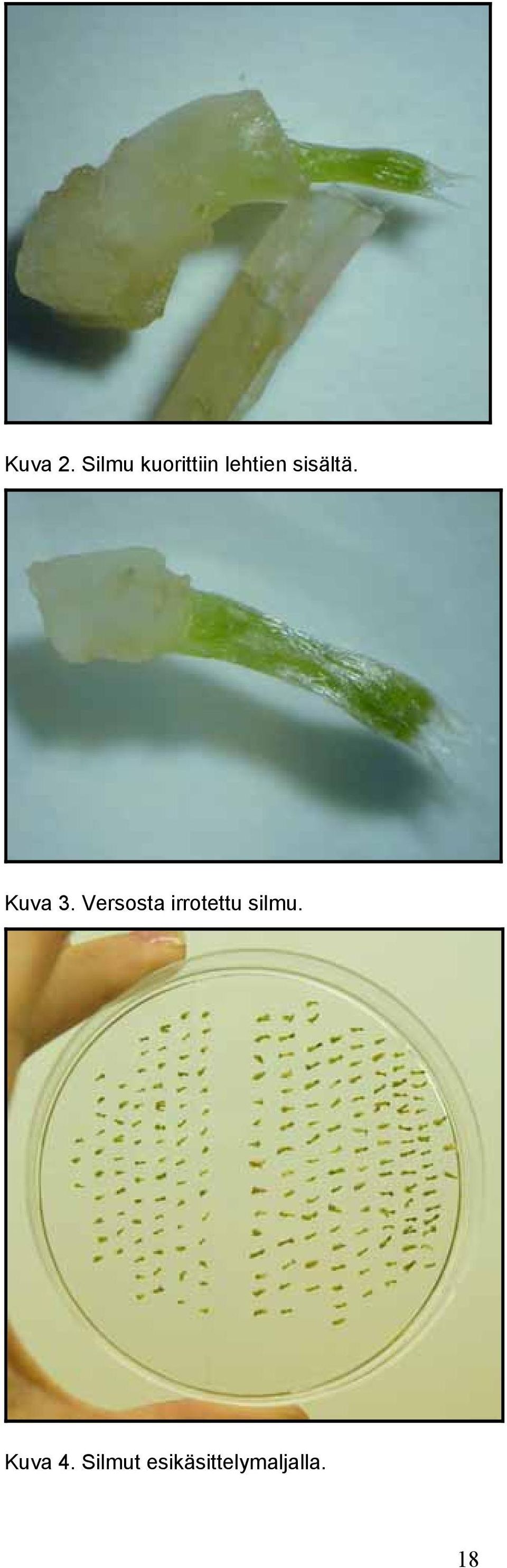 sisältä. Kuva 3.
