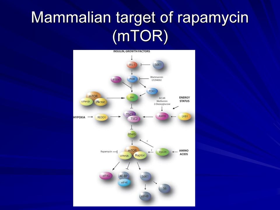 rapamycin