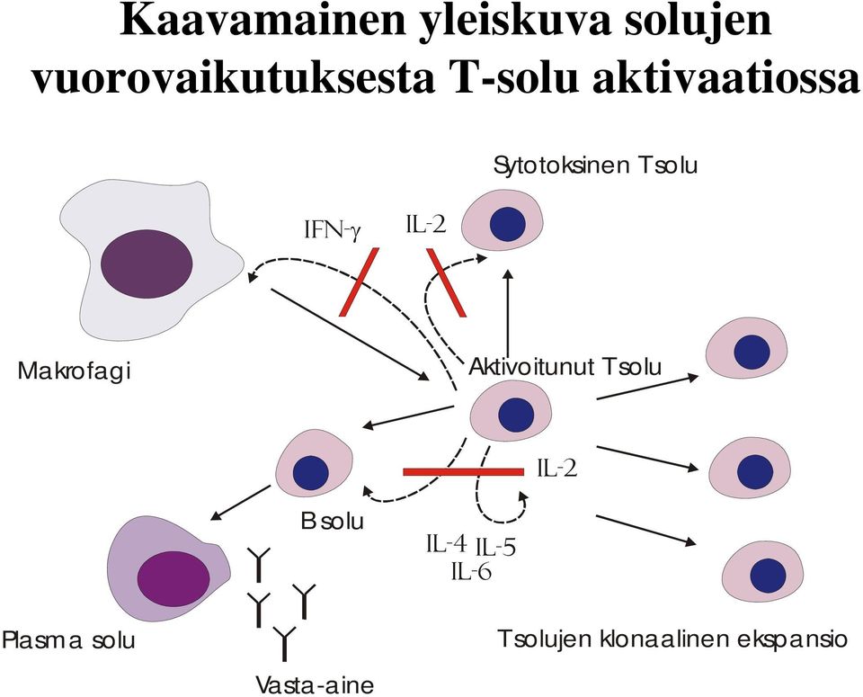 Makrofagi Aktivoitunut Tsolu Il-2 B solu Il-4 IL-5