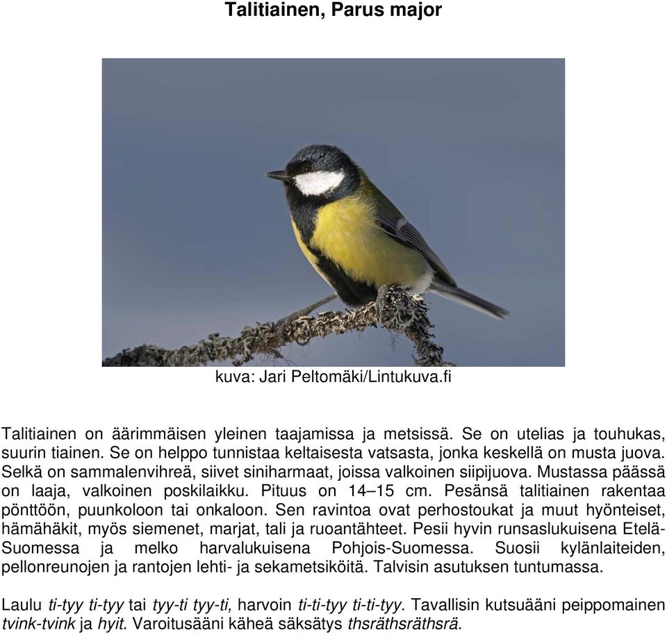 Pituus on 14 15 cm. Pesänsä talitiainen rakentaa pönttöön, puunkoloon tai onkaloon. Sen ravintoa ovat perhostoukat ja muut hyönteiset, hämähäkit, myös siemenet, marjat, tali ja ruoantähteet.