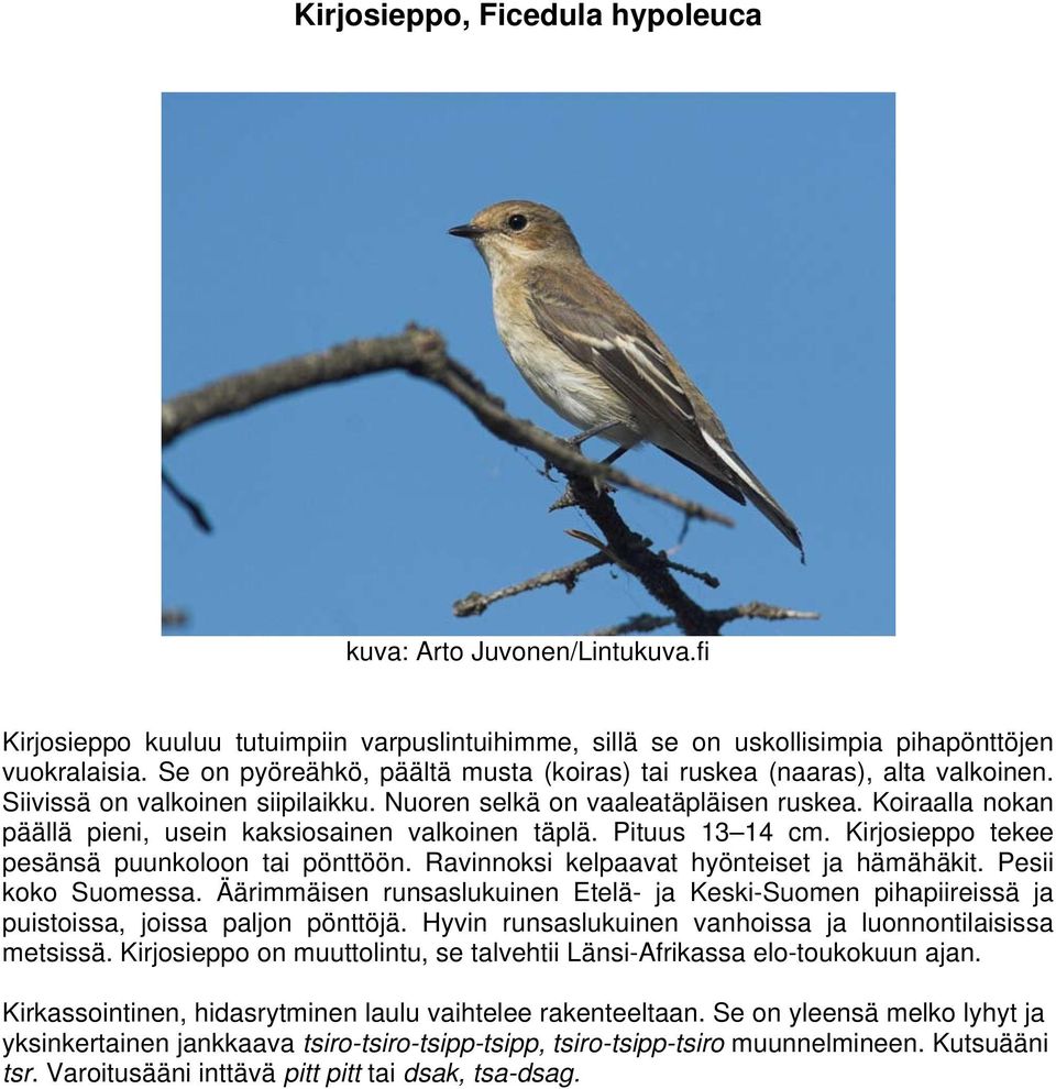 Koiraalla nokan päällä pieni, usein kaksiosainen valkoinen täplä. Pituus 13 14 cm. Kirjosieppo tekee pesänsä puunkoloon tai pönttöön. Ravinnoksi kelpaavat hyönteiset ja hämähäkit. Pesii koko Suomessa.